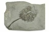 Fossil Crinoid (Dimerocrinus) - Rochester Shale, New York #270470-1